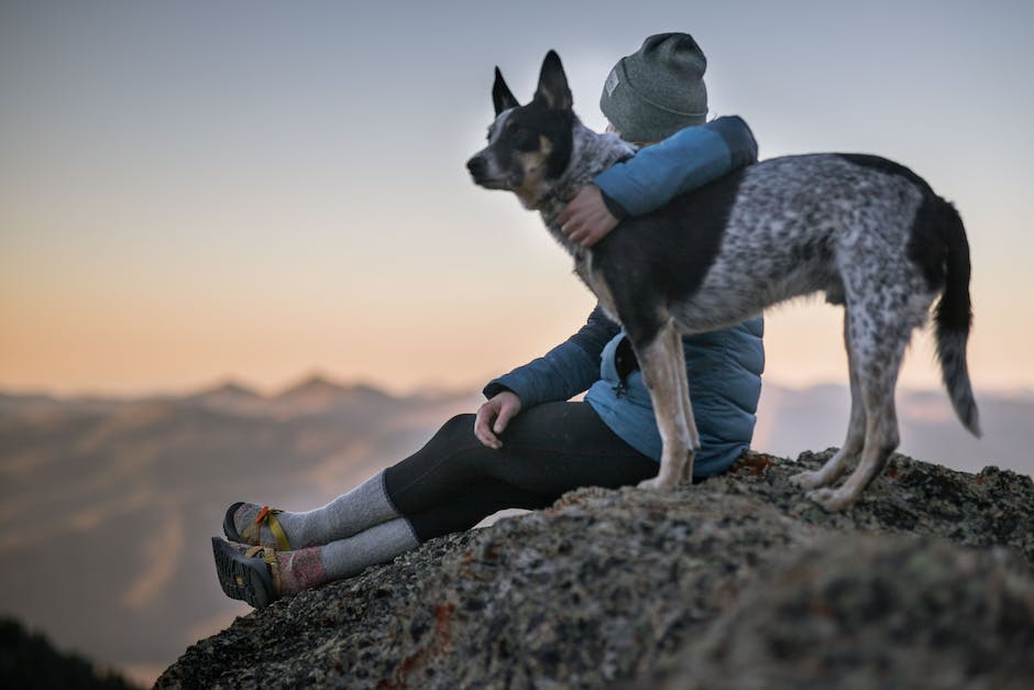 Krankenversicherungskosten für Hunde