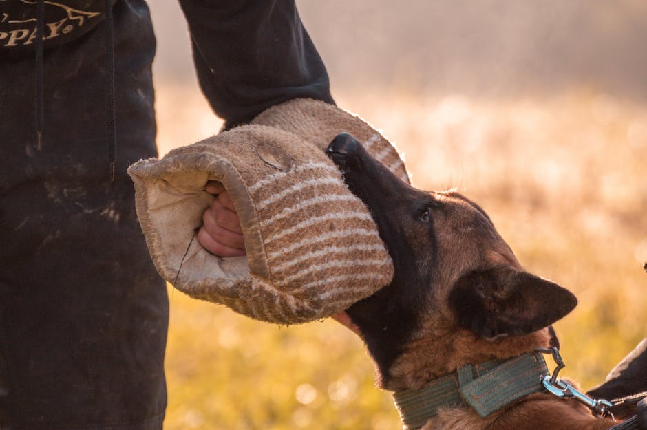 Krankenversicherungskosten für Hunde