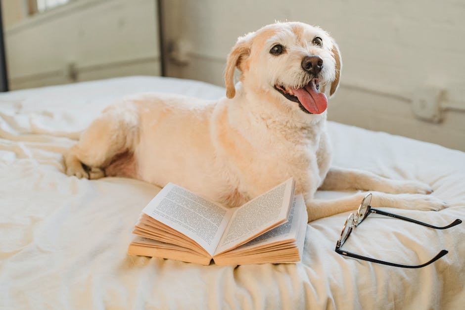 Kosten Krankenversicherung Hund