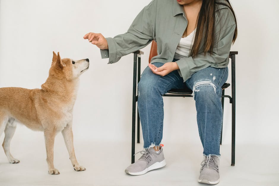 Krankenversicherungskosten für Katzen