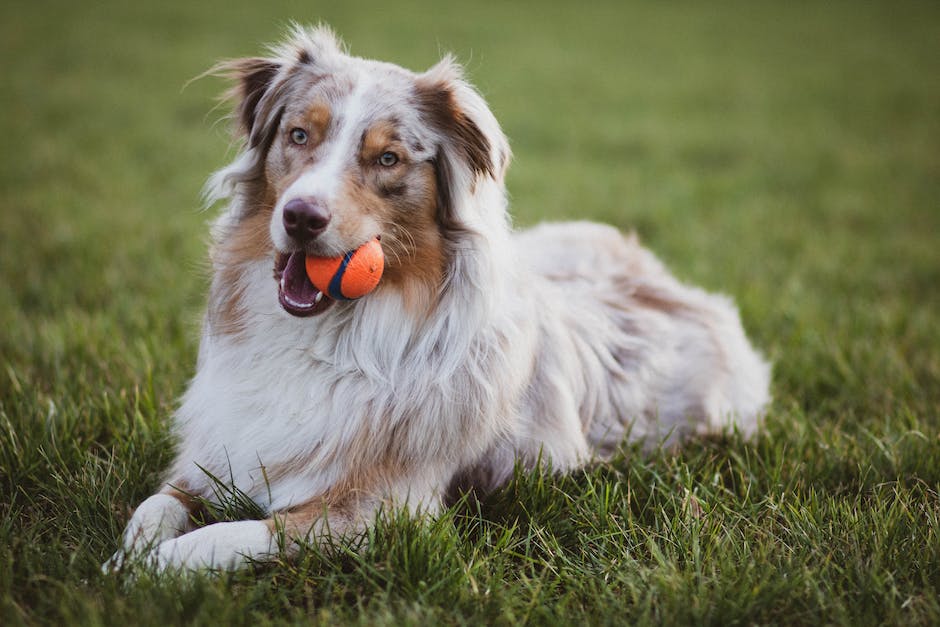 Krankenversicherungskosten für Hunde