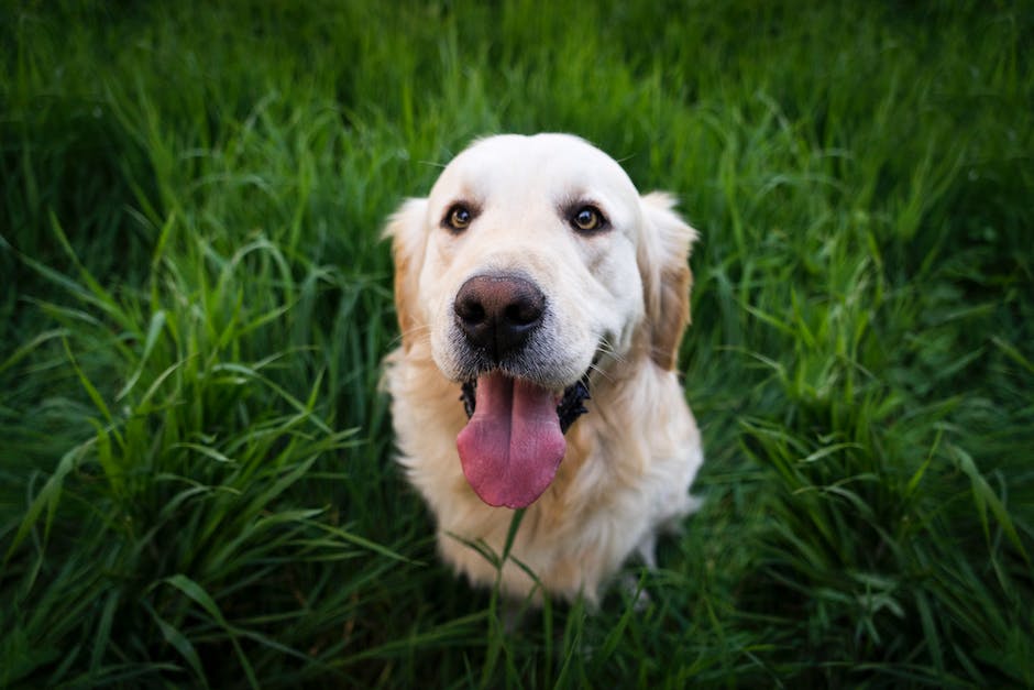 Kosten der Krankenversicherung für Hunde